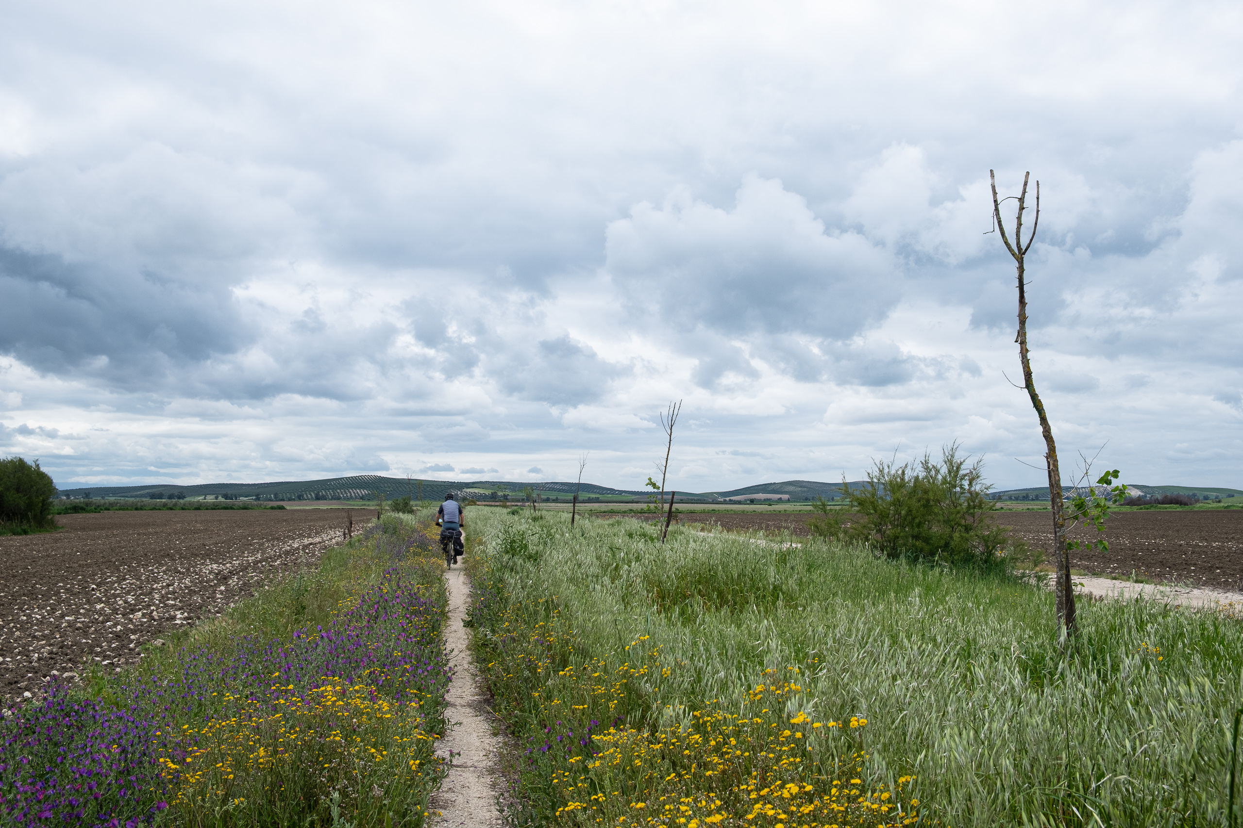 Feldweg mit Wildblumen – auf dem Weg durch Andalusien